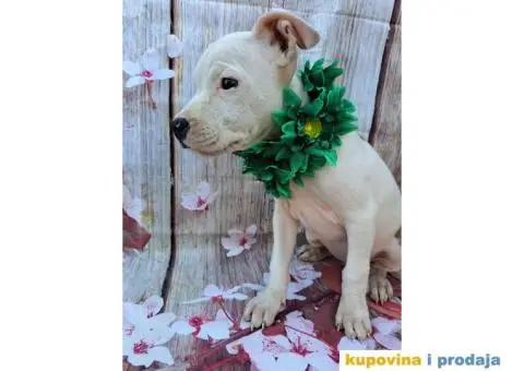 Stenci staforda - 4/15