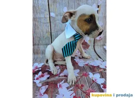 Stenci staforda - 5/15