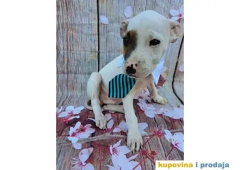 Stenci staforda - 6/15