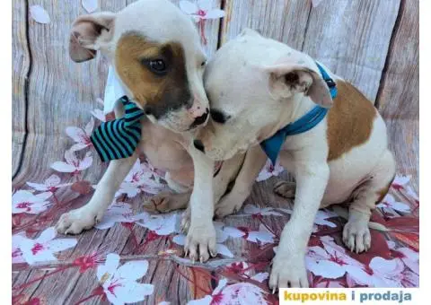 Stenci staforda - 7/15