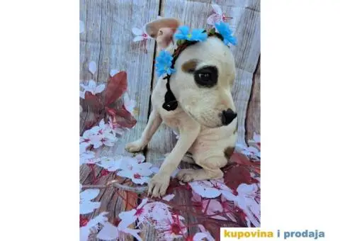 Stenci staforda - 8/15