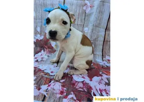 Stenci staforda - 9/15