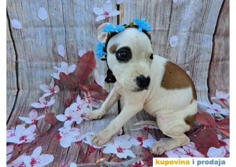 Stenci staforda - 10/15