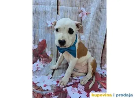 Stenci staforda - 11/15