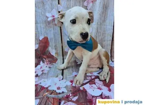 Stenci staforda - 12/15