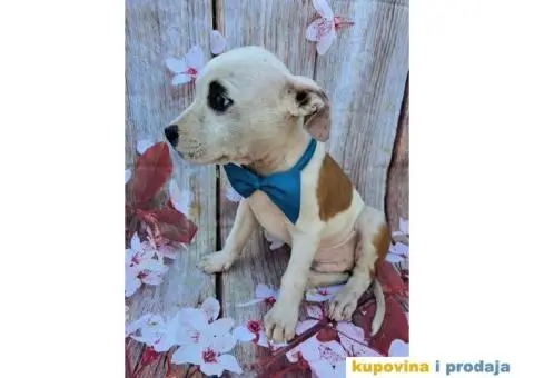 Stenci staforda - 13/15