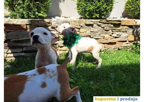 Stenci staforda - 14/15