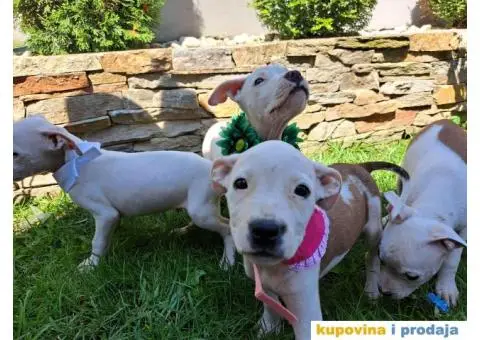 Stenci staforda - 15/15