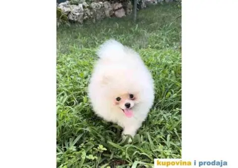 POMERANAC muško štene staro 3 meseca, bele boje, - 1/4