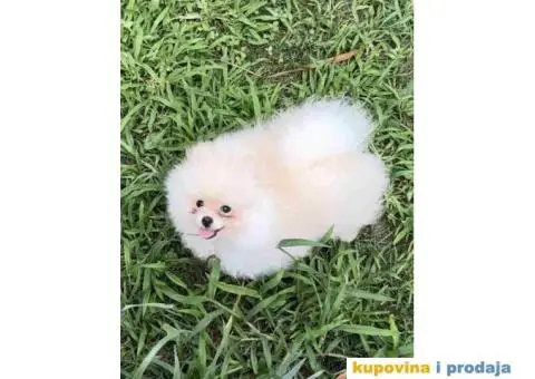 POMERANAC muško štene staro 3 meseca, bele boje, - 2/4