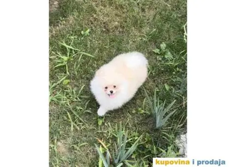 POMERANAC muško štene staro 3 meseca, bele boje, - 3/4
