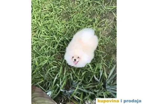 POMERANAC muško štene staro 3 meseca, bele boje, - 4/4