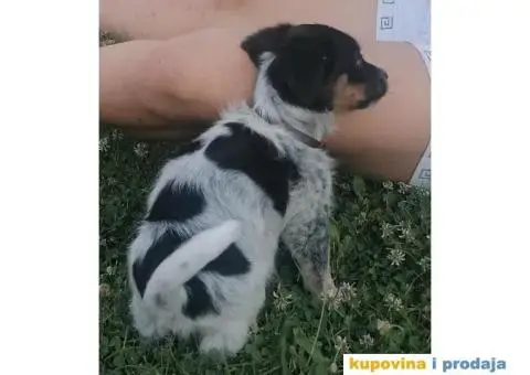 Poklanjam štene - 1/4