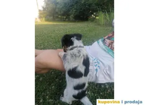 Poklanjam štene - 2/4