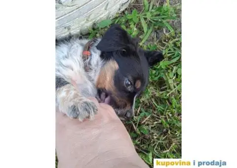 Poklanjam štene - 4/4