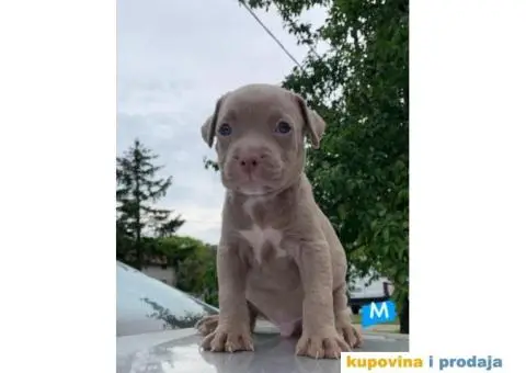 Pit bul terijer štenci - 1/7
