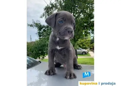 Pit bul terijer štenci - 2/7