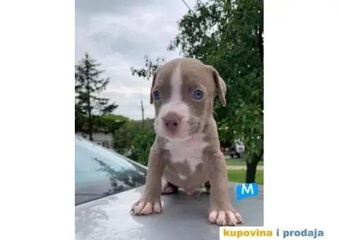 Pit bul terijer štenci - 3/7