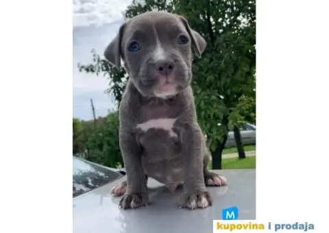 Pit bul terijer štenci - 4/7