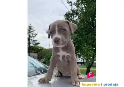 Pit bul terijer štenci - 5/7