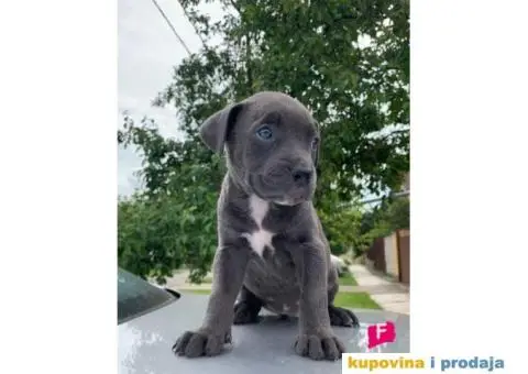 Pit bul terijer štenci - 6/7