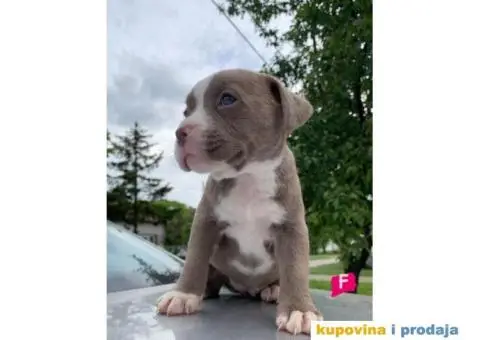Pit bul terijer štenci - 7/7