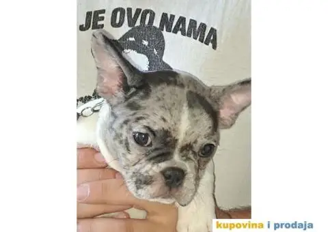 Francuski buldog stene - Pied Blue Merle