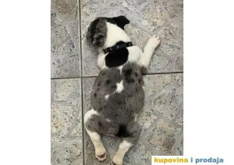 Francuski buldog stene - Pied Blue Merle - 2/2