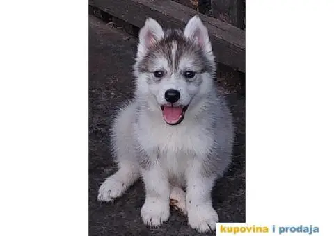 Prodajem štence sibirskog haskija - 1/10