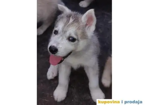 Prodajem štence sibirskog haskija - 2/10