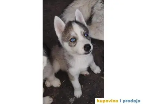 Prodajem štence sibirskog haskija - 3/10