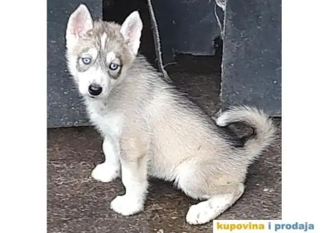 Prodajem štence sibirskog haskija - 4/10
