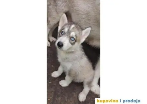 Prodajem štence sibirskog haskija - 5/10
