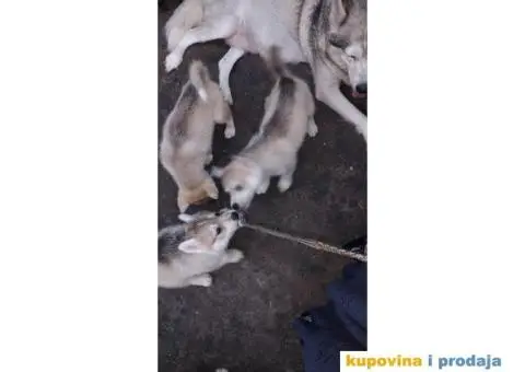 Prodajem štence sibirskog haskija - 6/10