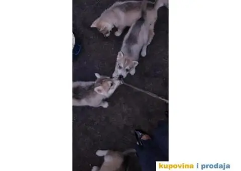 Prodajem štence sibirskog haskija - 7/10