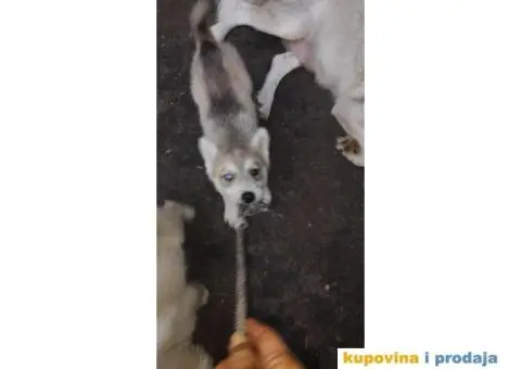 Prodajem štence sibirskog haskija - 8/10