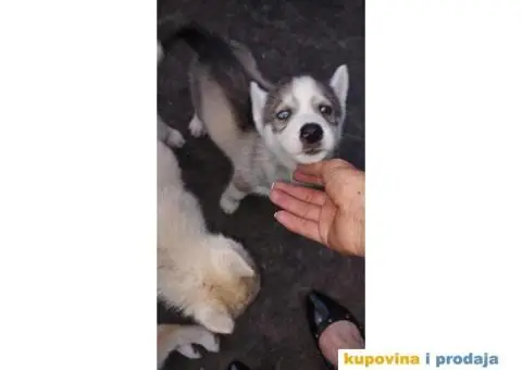 Prodajem štence sibirskog haskija - 9/10