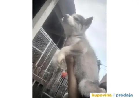 Prodajem štence sibirskog haskija - 10/10