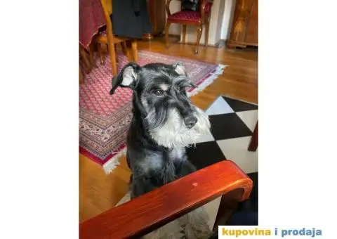 Patuljasti šnaucer Hari spreman za parenje - 1/8