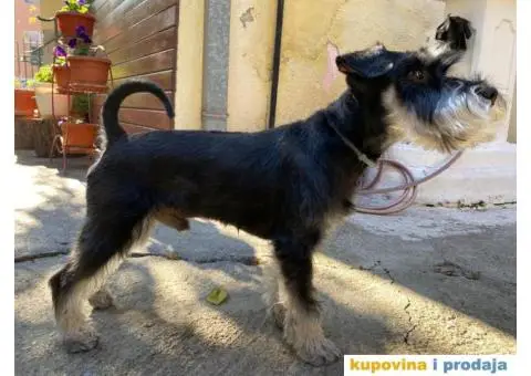 Patuljasti šnaucer Hari spreman za parenje - 2/8