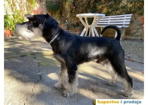 Patuljasti šnaucer Hari spreman za parenje - 3/8