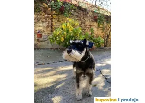 Patuljasti šnaucer Hari spreman za parenje - 4/8