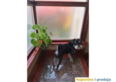 Patuljasti šnaucer Hari spreman za parenje - 5/8