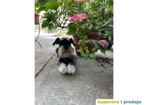 Patuljasti šnaucer Hari spreman za parenje - 6/8