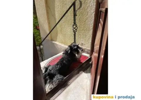 Patuljasti šnaucer Hari spreman za parenje - 7/8