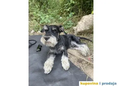 Patuljasti šnaucer Hari spreman za parenje - 8/8