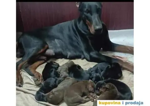 U ponudi štenci DOBERMANA,  starosti od 3-7 meseci - 1/10