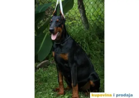 U ponudi štenci DOBERMANA,  starosti od 3-7 meseci - 2/10