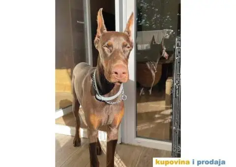 U ponudi štenci DOBERMANA,  starosti od 3-7 meseci - 3/10