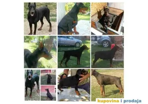 U ponudi štenci DOBERMANA,  starosti od 3-7 meseci - 4/10